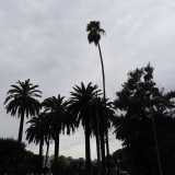 Si erge altera e slanciata, al di sopra di tutti gli altri alberi che la circondano, conscia di essere una vera e propria �miracolata�